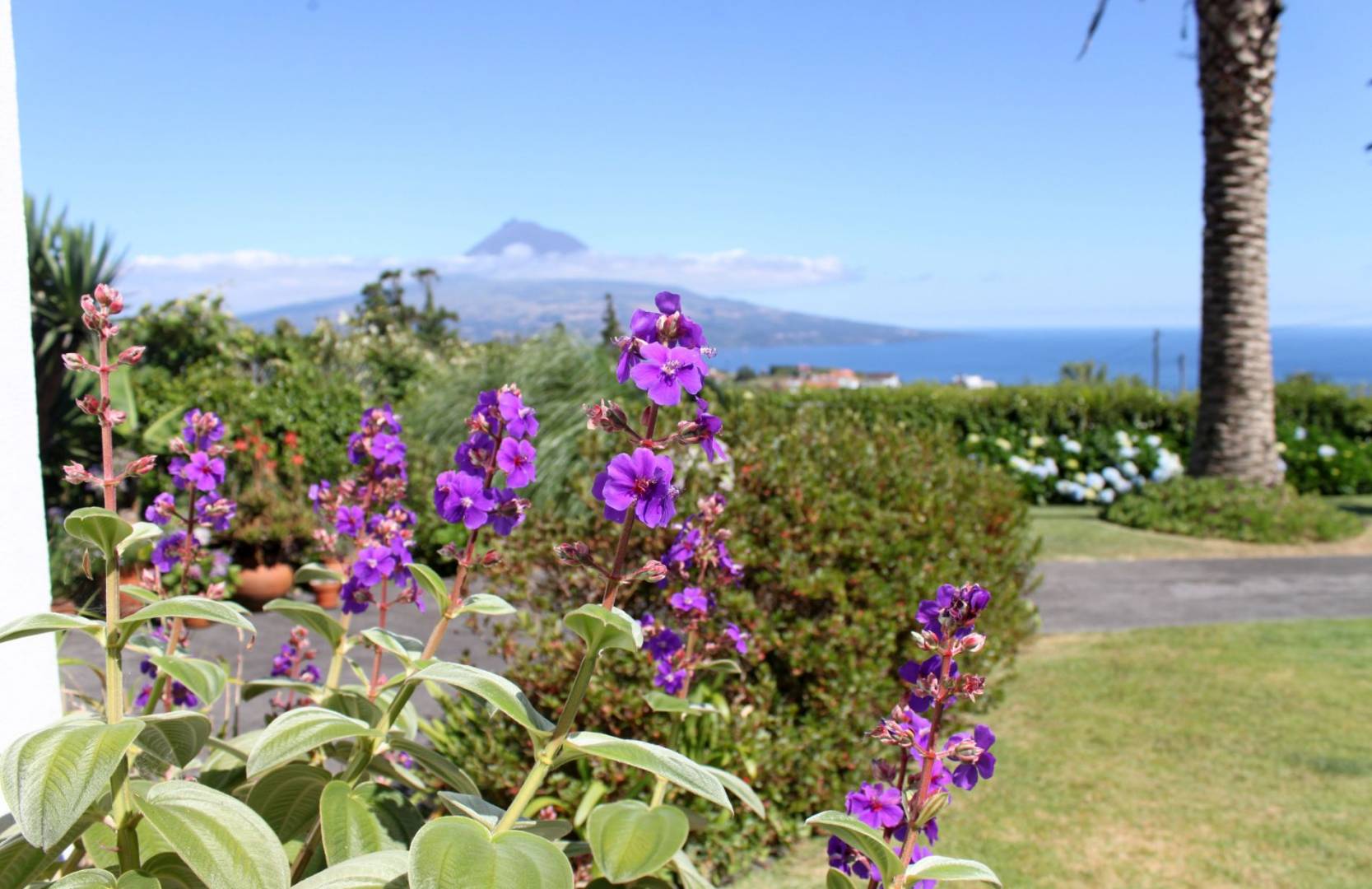 Guesthouse view garden Faial