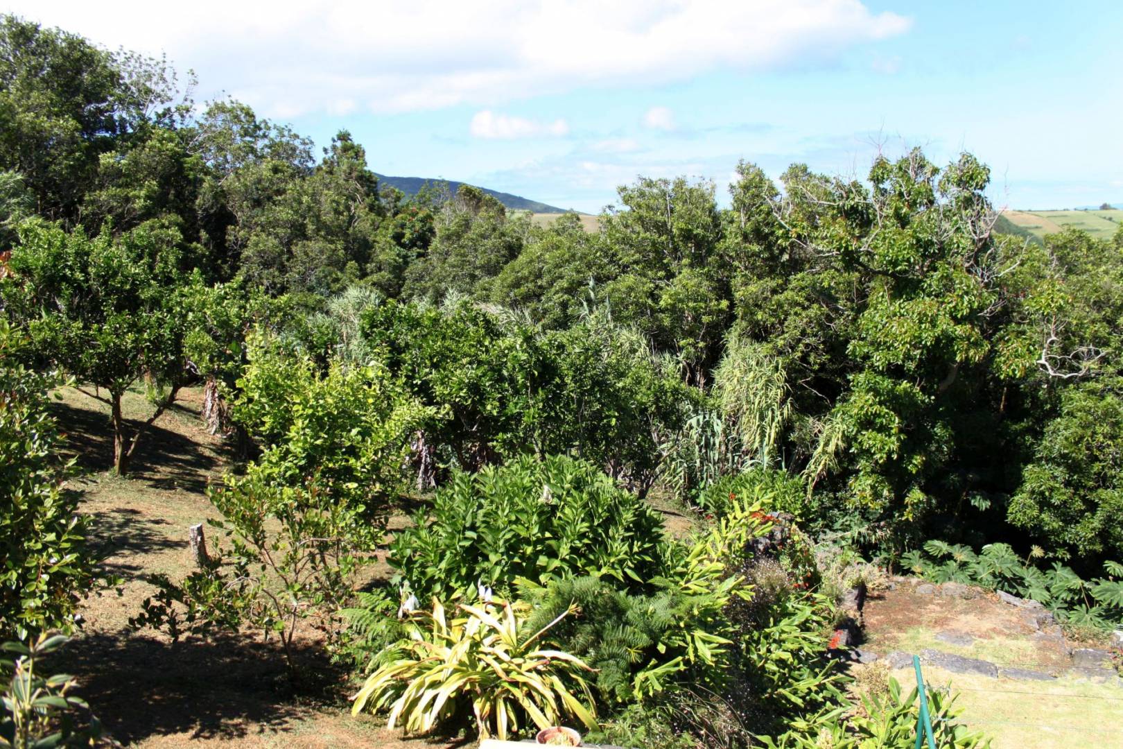 Guesthouse view garden Faial