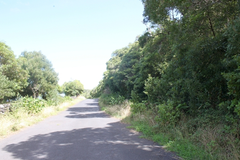 nature forest view Pico