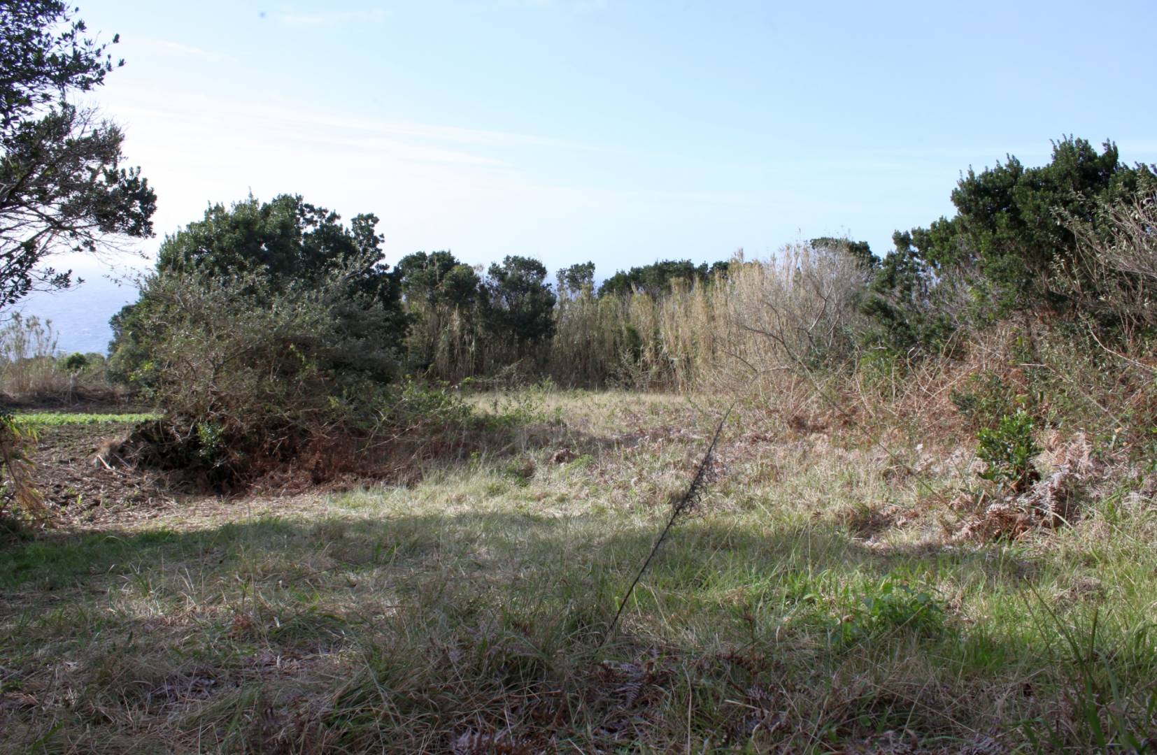 Large plot view Faial