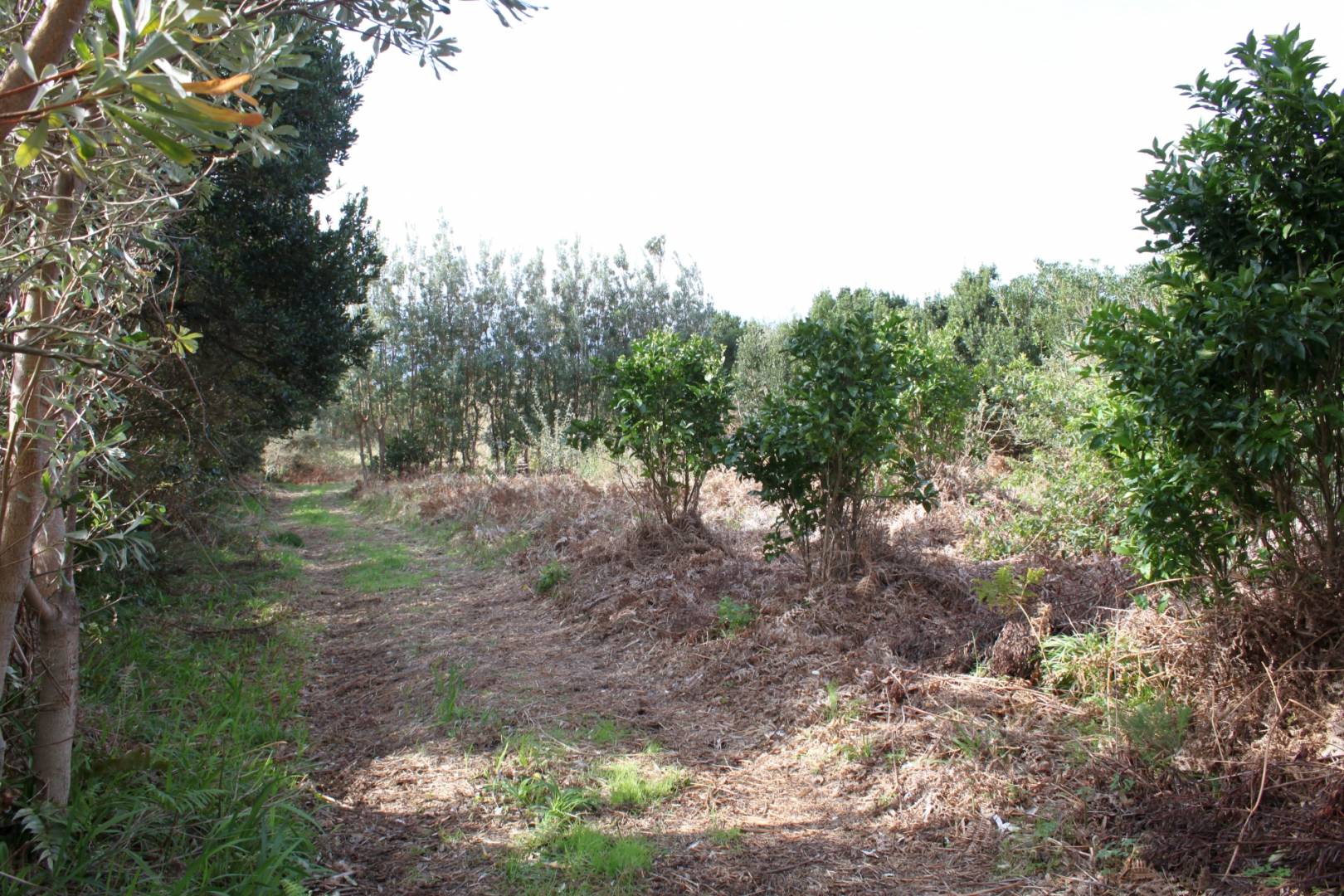 Large plot view Faial