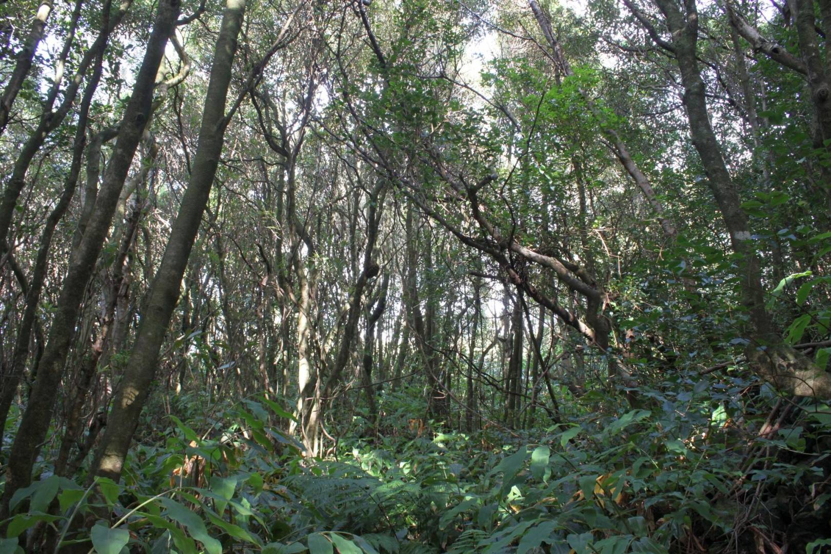 Forest plot Varadouro Faial