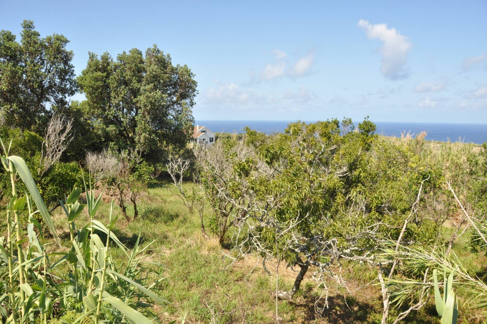 ocean view land Faial