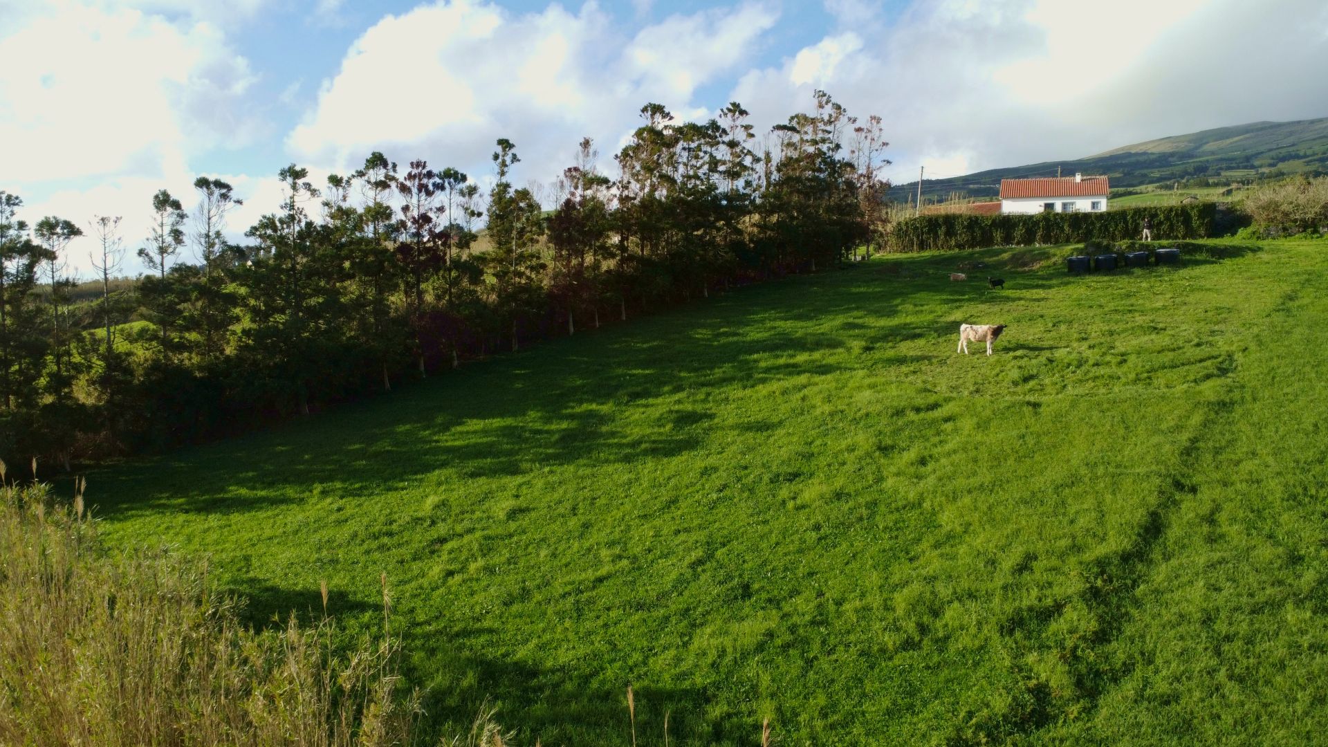 land ruin project faial