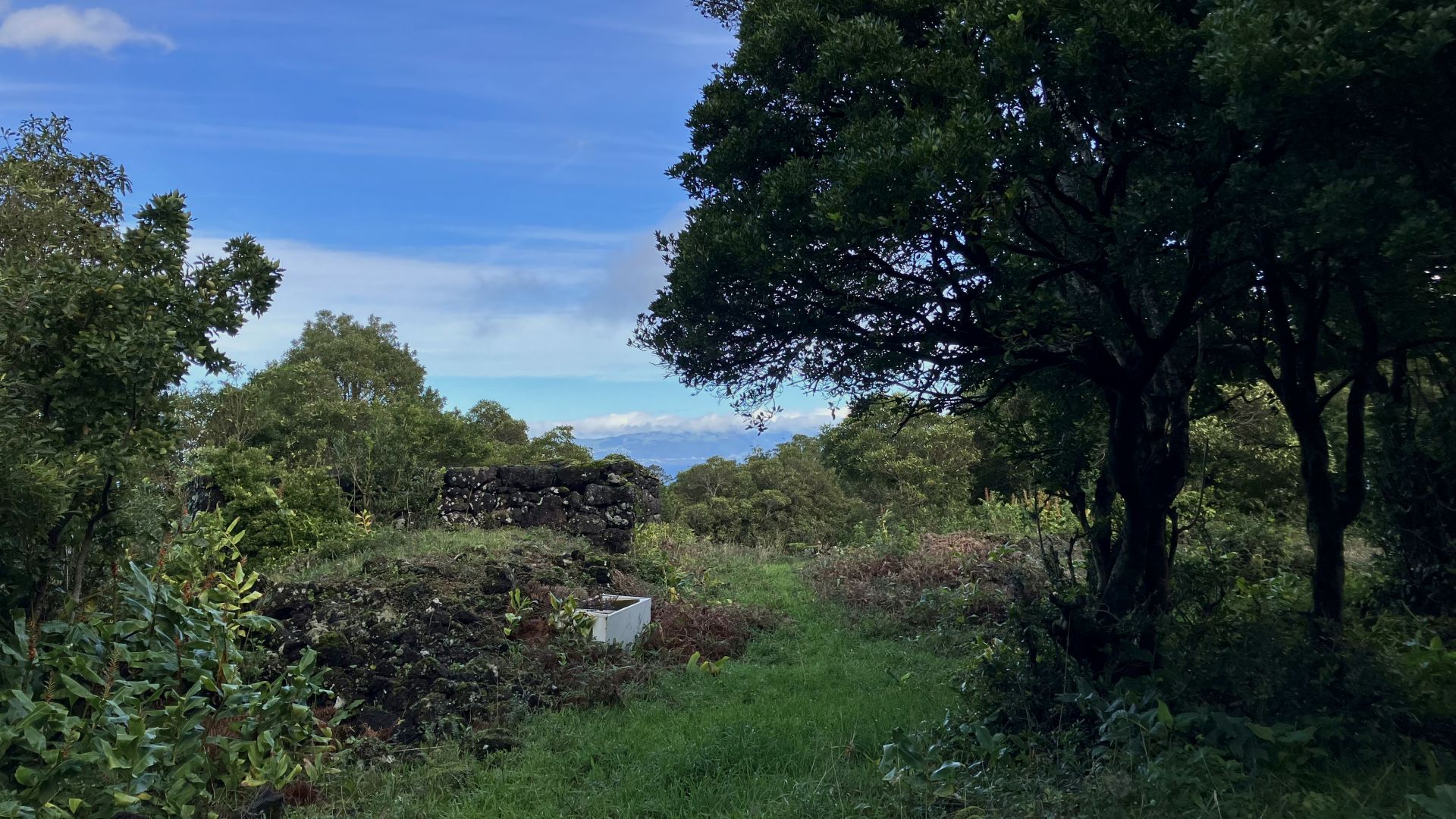 land forest ruin rebuilding