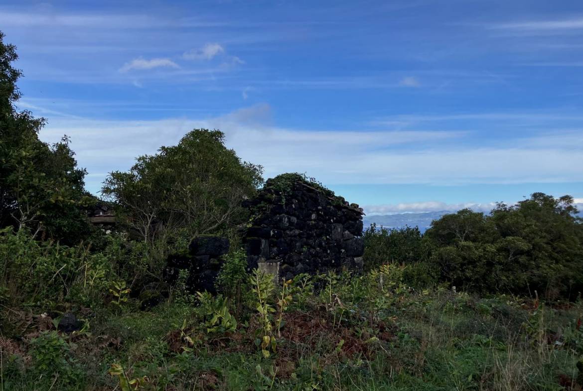 land forest ruin rebuilding