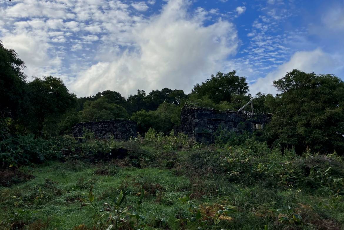 land forest ruin rebuilding